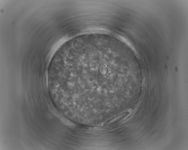 X0000076301275200610271905