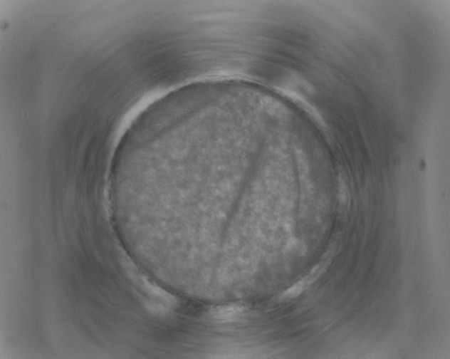 X0000076301278200610271905