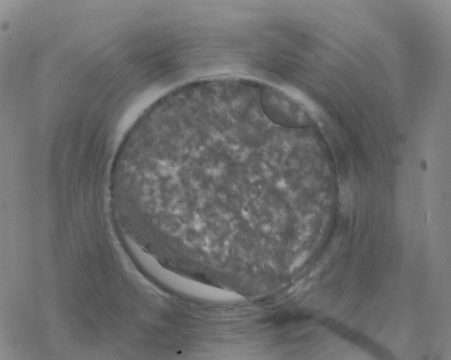 X0000076301279200610271905