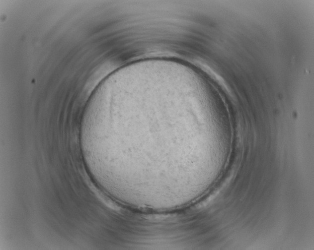 X0000076301281200610271905