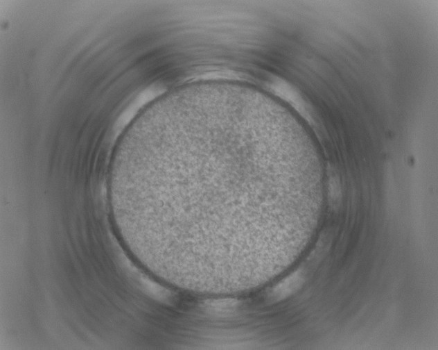 X0000076301282200610271905