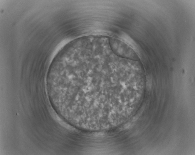 X0000076301283200610271905