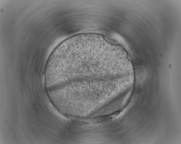 X0000076301284200610271905