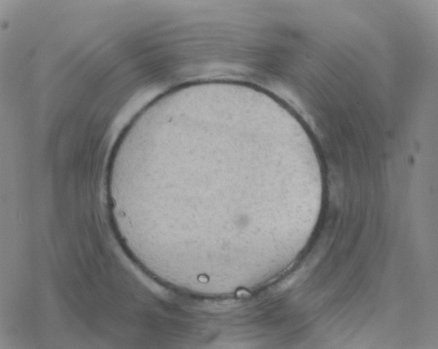 X0000076301285200610271905