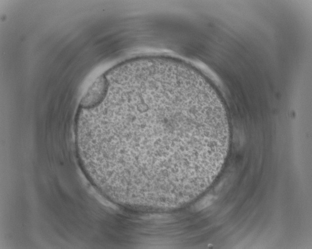 X0000076301287200610271905