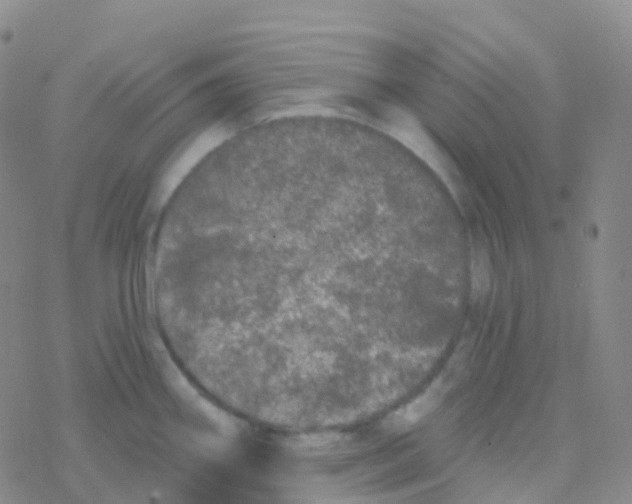 X0000076301290200610271905