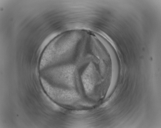 X0000076301293200610271905