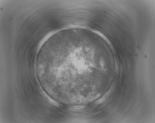 X0000076301294200610271905