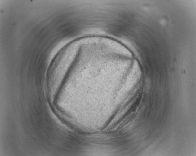 X0000076301295200610271905