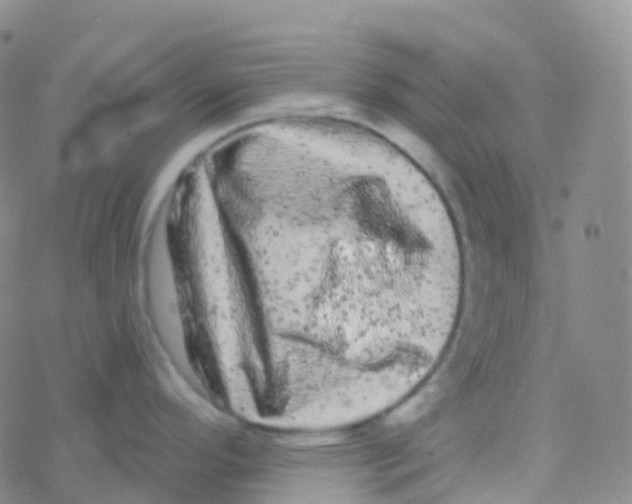 X0000076301296200610271905