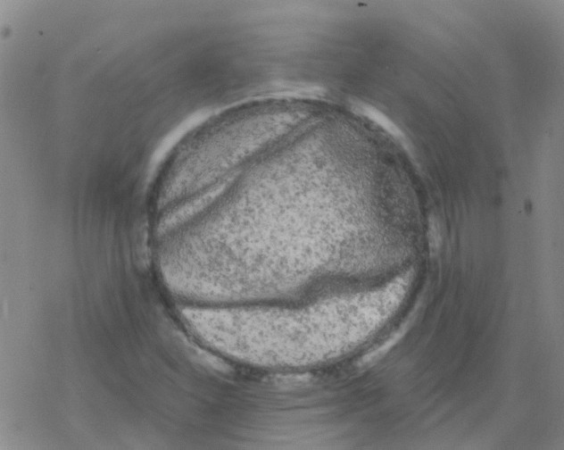 X0000076301310200610271904