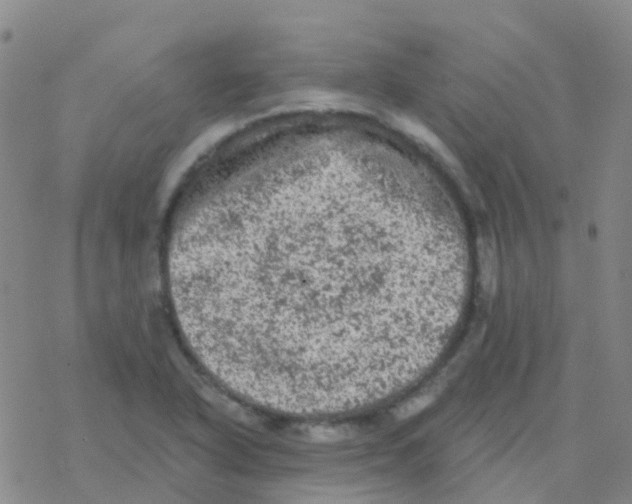 X0000076301318200610271904