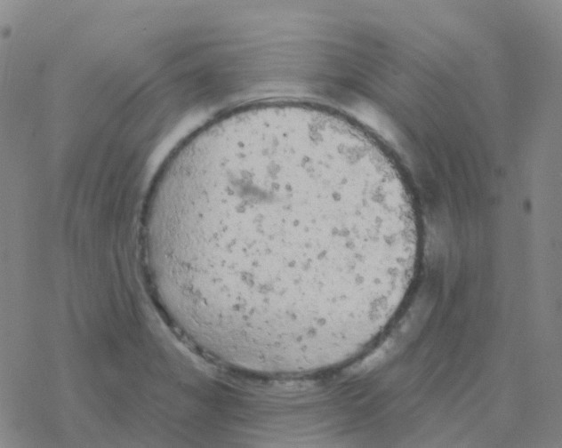 X0000076301325200610271904