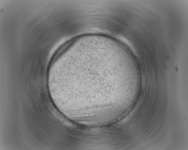 X0000076301326200610271904