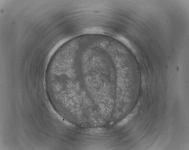 X0000076301331200610271904