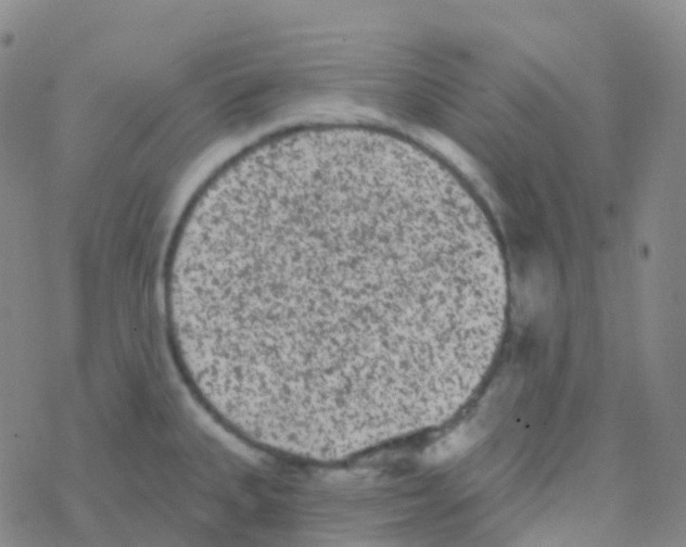 X0000076301335200610271904