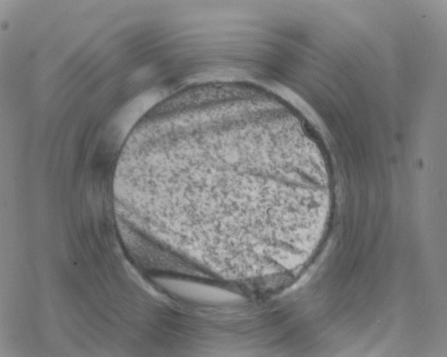 X0000076301337200610271904