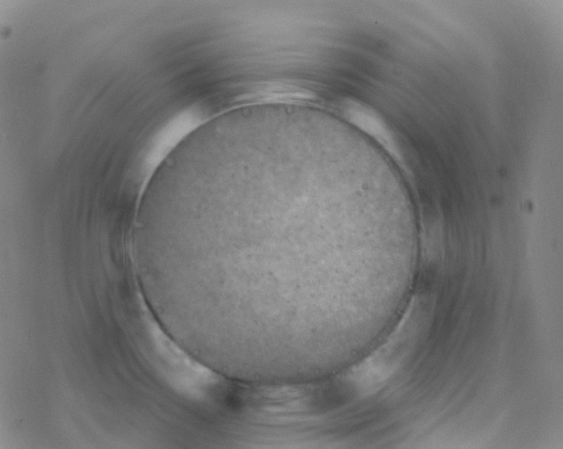 X0000076301338200610271904