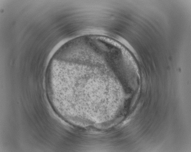 X0000076301339200610271904