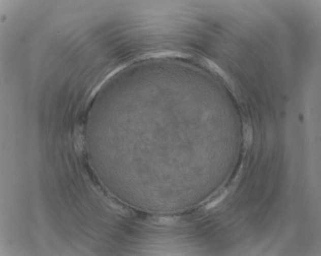 X0000076301361200610271903