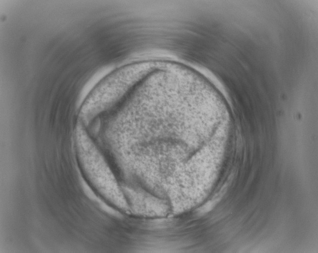 X0000076301390200610271903