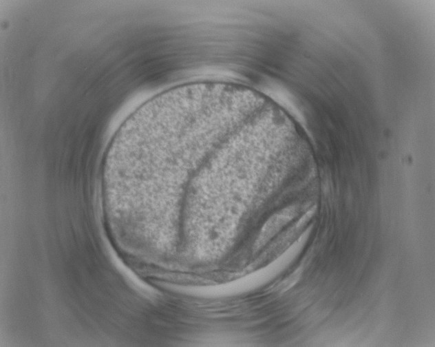 X0000076301391200610271903