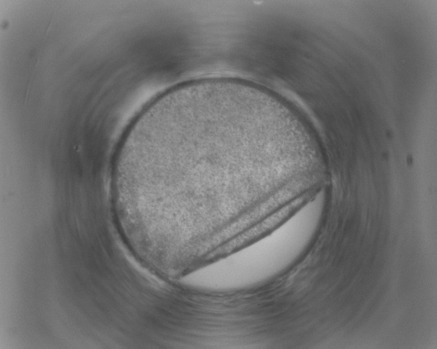 X0000076301416200610271903