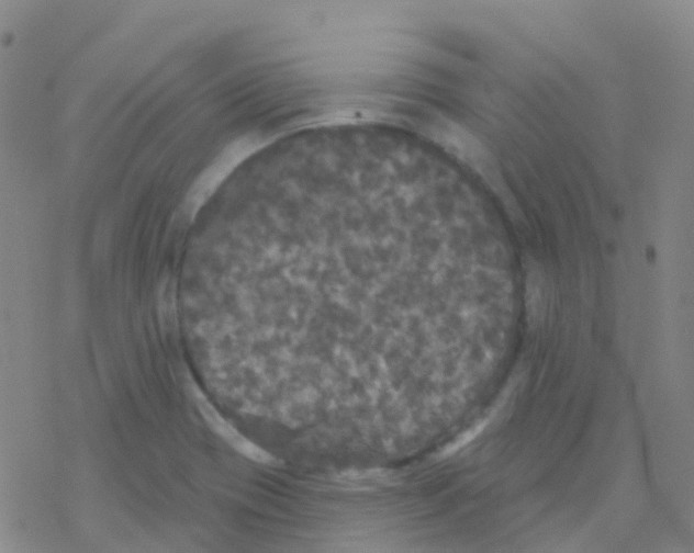 X0000076301417200610271903