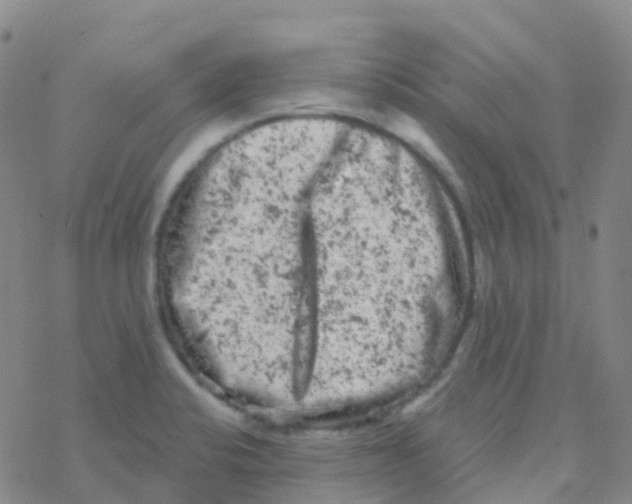 X0000076301424200610271903