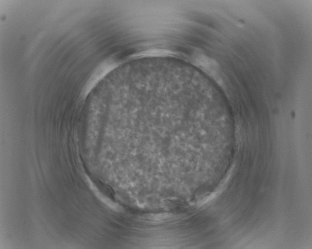 X0000076301425200610271903