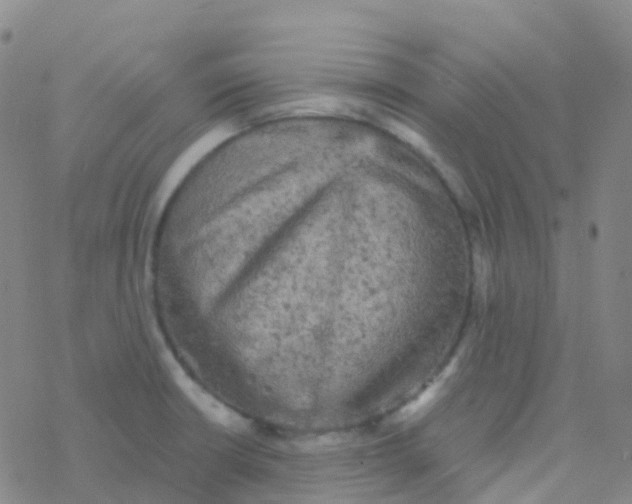 X0000076301426200610271903