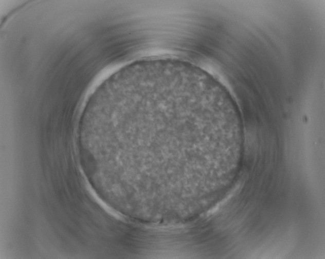 X0000076301429200610271903