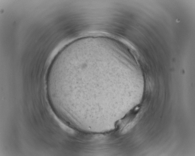 X0000076301430200610271903