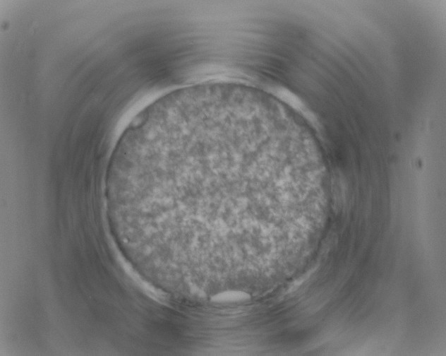 X0000076301431200610271903