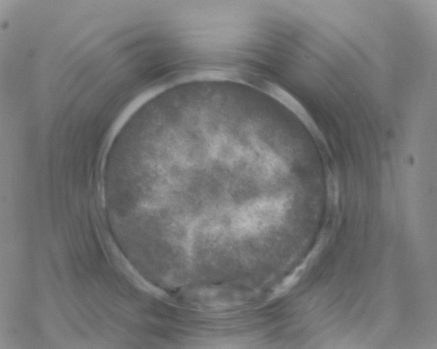 X0000076301436200610271903