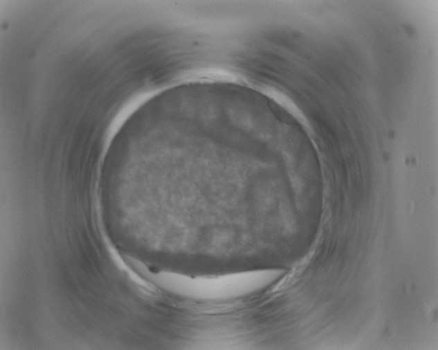 X0000076301440200610271903