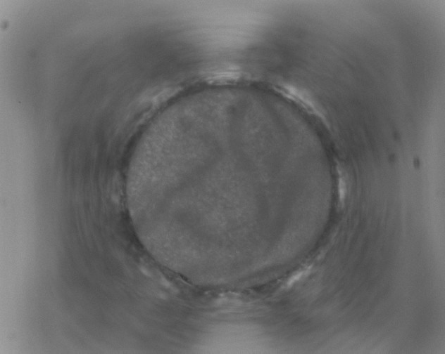 X0000076301445200610271902