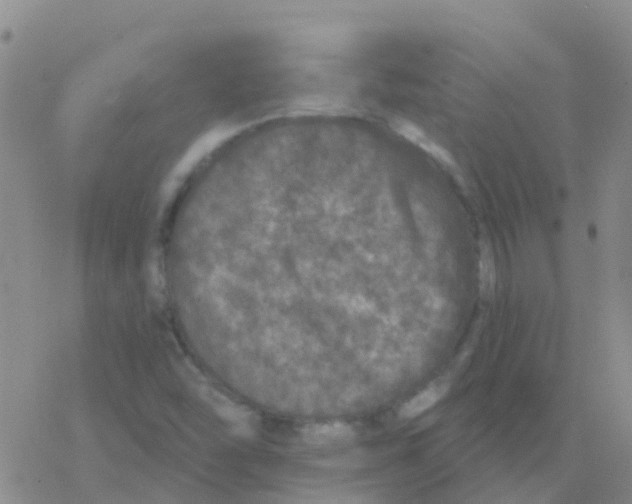 X0000076301454200610271902