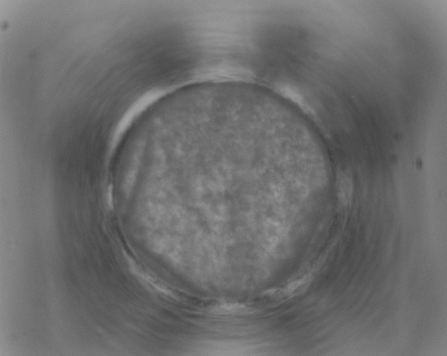 X0000076301462200610271902