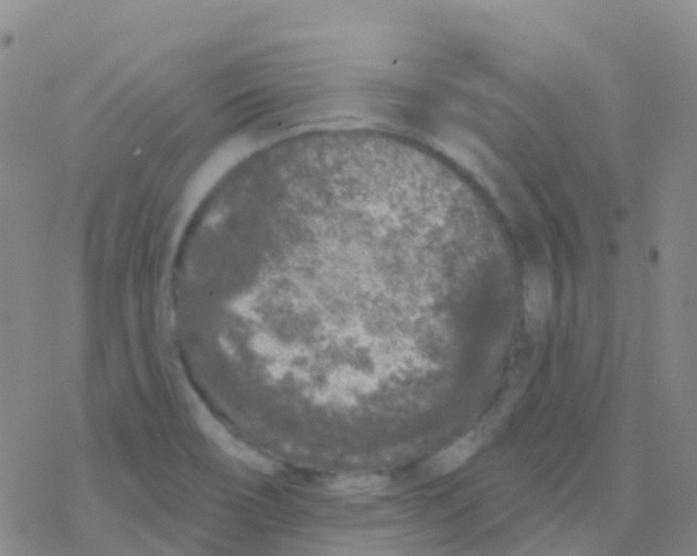 X0000076301466200610271902