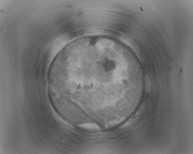 X0000076301467200610271902