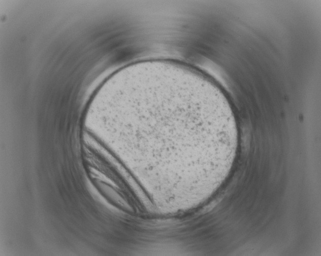 X0000076301468200610271902