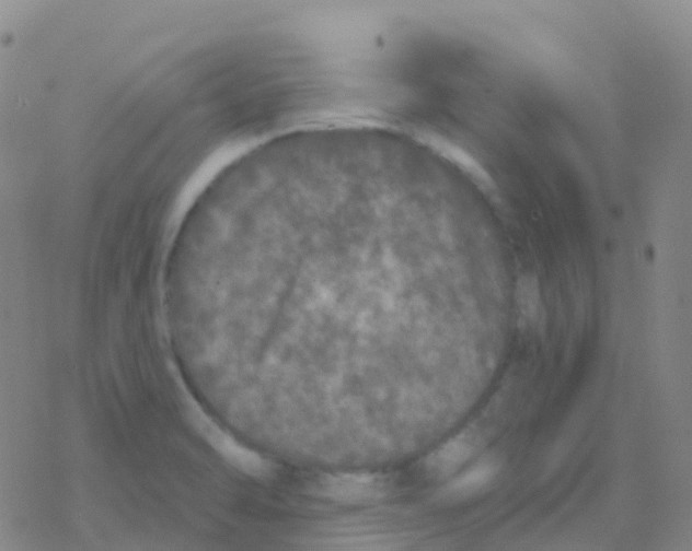 X0000076301470200610271902