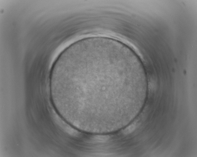 X0000076301514200610271901