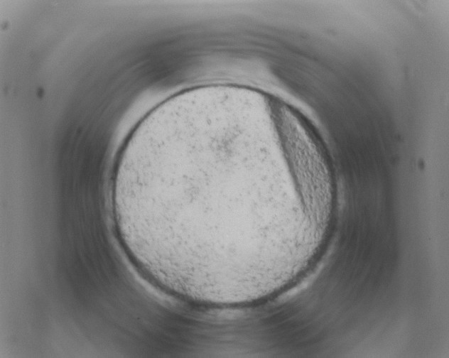 X0000076301517200610271901