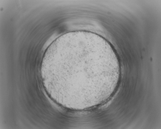 X0000076301521200610271901