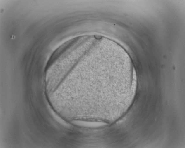 X0000076301526200610271901