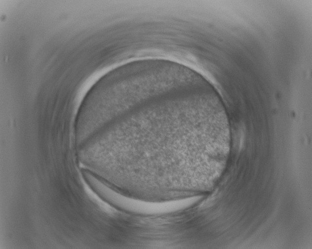 X0000076301527200610271901