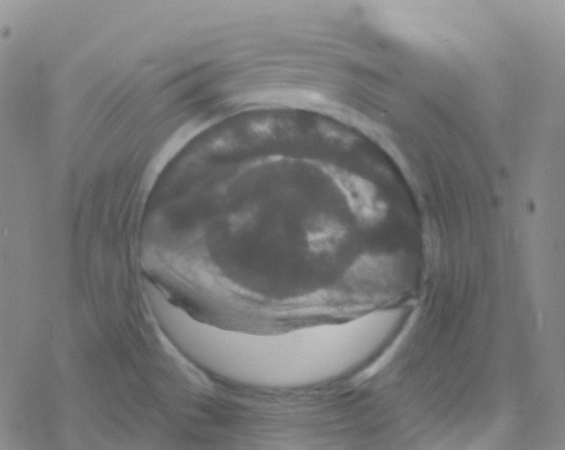 X0000076301529200610271901