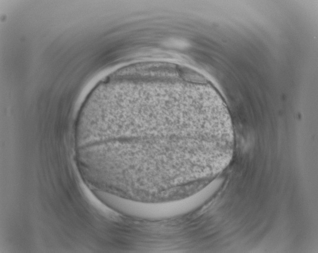 X0000076301531200610271901